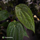 Anthurium #VolcanicAsh x (dressleri x #ReverseBlackCherry)