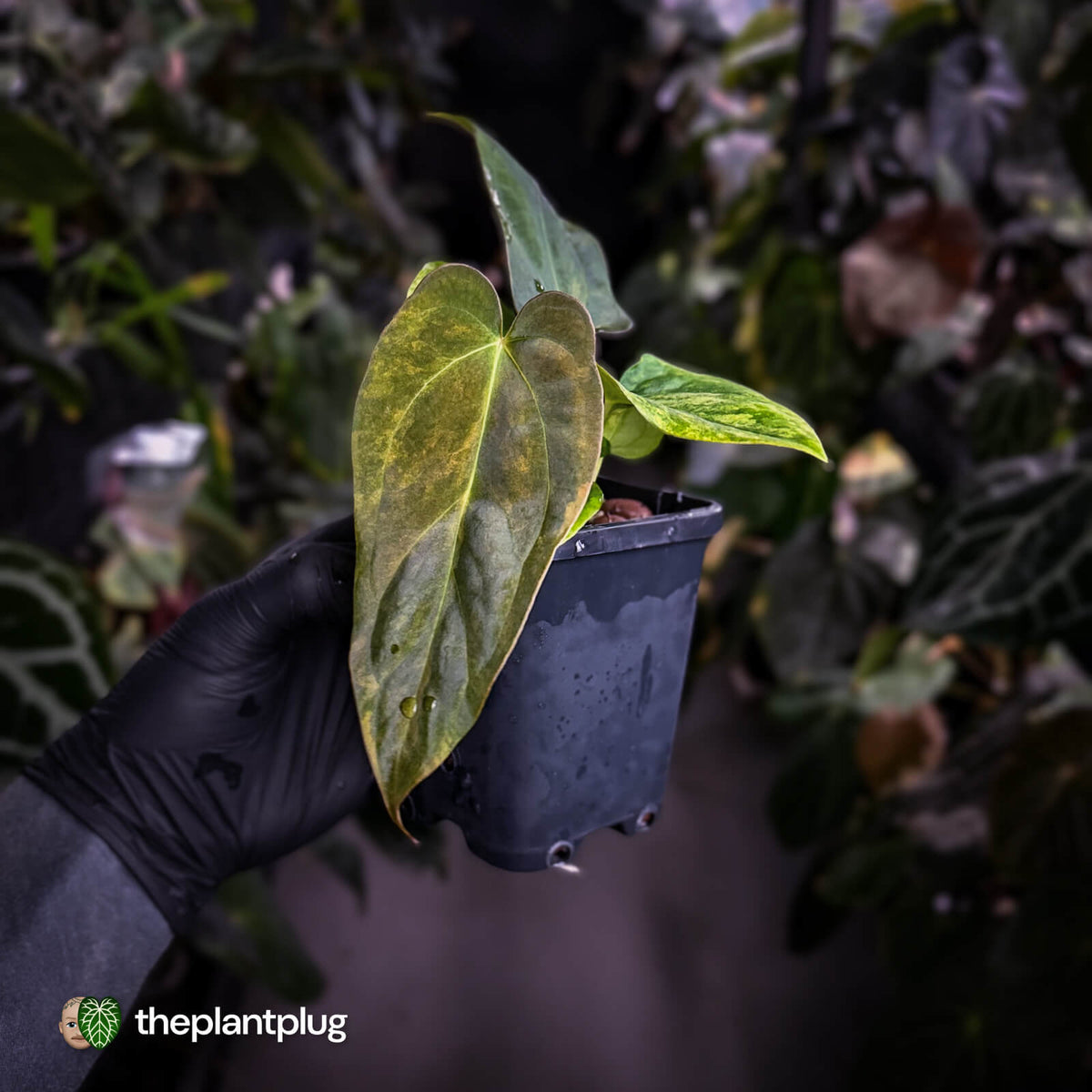 Anthurium 'Wolverine' x 'Loki' • variegated