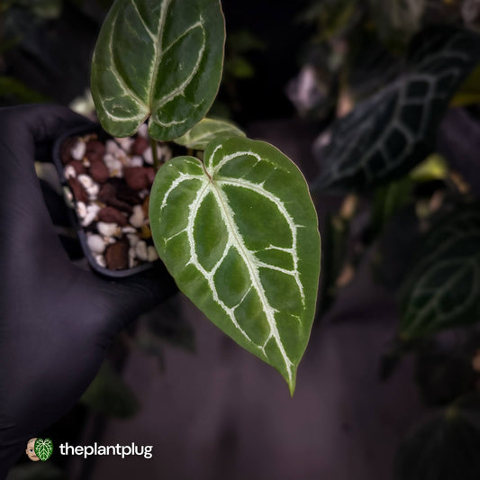 Anthurium aff. crystallinum (ex. Cape Oasis) x 'Michelle'