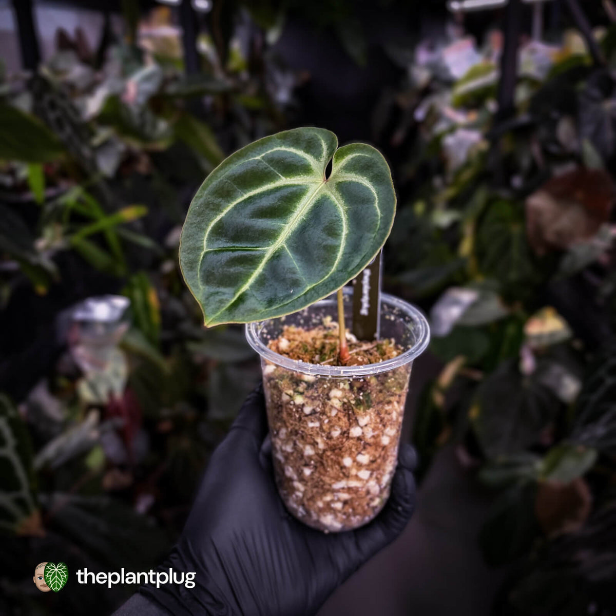 Anthurium besseae aff