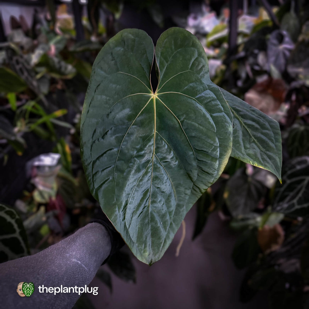 Anthurium ('Midnight Velvet' x pap 'LB') x kunayalense 'TPP1' • select holdback