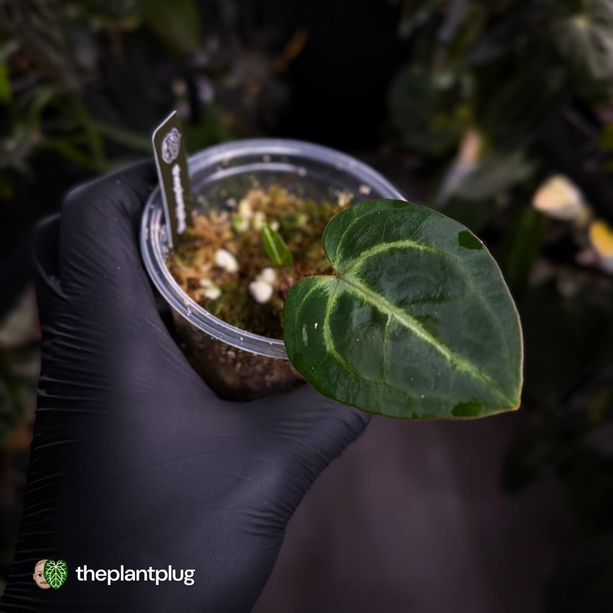 Anthurium carlablackiae 'TPP1' • mother plant clone