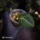 Anthurium carlablackiae 'TPP1' • mother plant clone