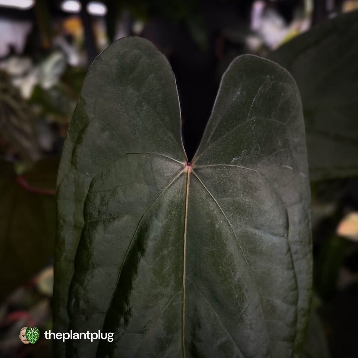 Anthurium 'Deadpool' x #Calculus '9' • holdback