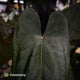 Anthurium 'Deadpool' x #Calculus '9' • holdback