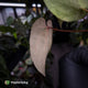Anthurium ('Blackx' x 'Hoffx') x ('Black' x) • flat sinus + pink veins