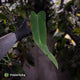 Anthurium panamense