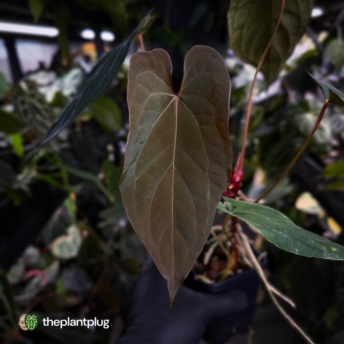Anthurium 'Deadpool' x #VolcanicAsh