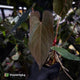 Anthurium 'Deadpool' x #VolcanicAsh