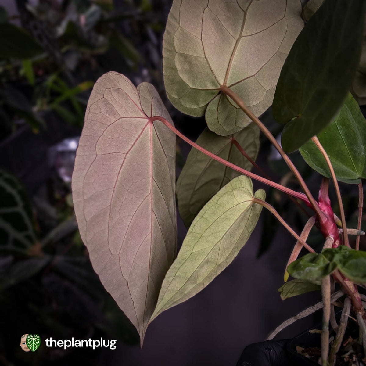 Anthurium 'Dropbear' x 'Jayda'