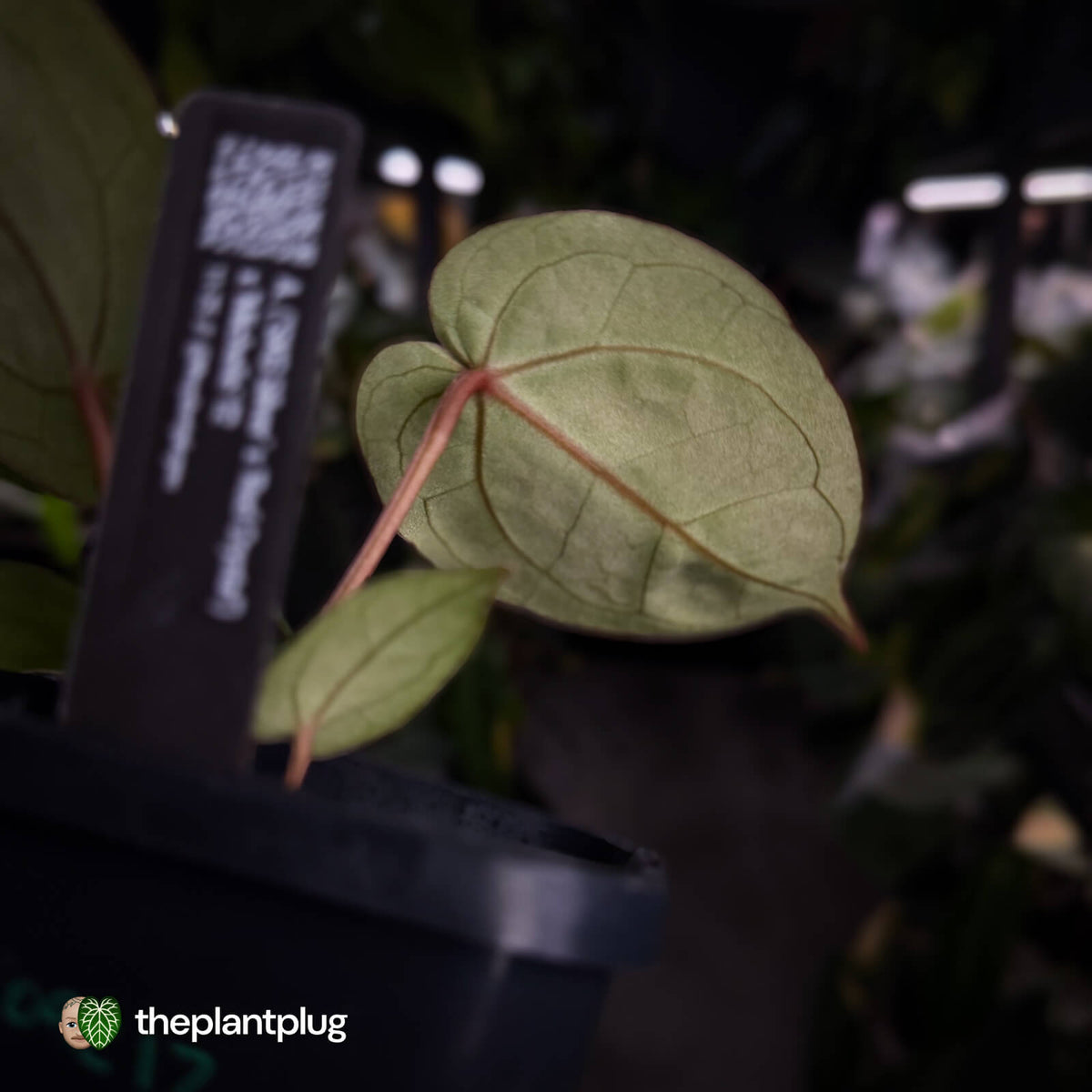 Anthurium ('SKG Silver' x 'Red Crystal') x 'Michelle' f2
