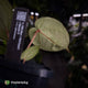 Anthurium ('SKG Silver' x 'Red Crystal') x 'Michelle' f2