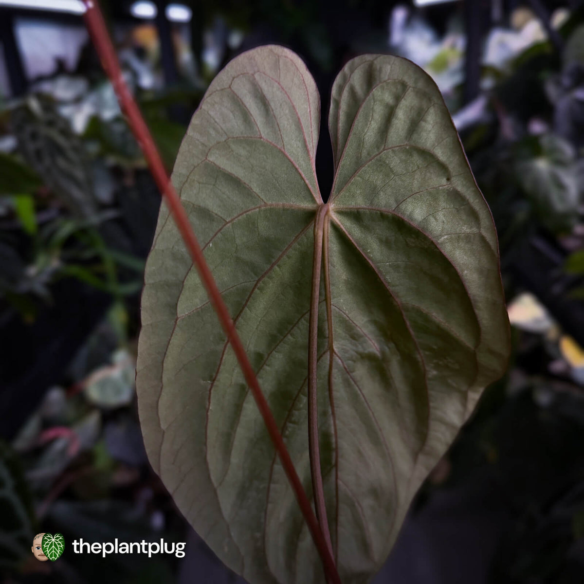 Anthurium #Lucifer