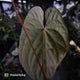 Anthurium #Lucifer