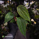 Anthurium #VolcanicAsh x (dressleri x #ReverseBlackCherry)