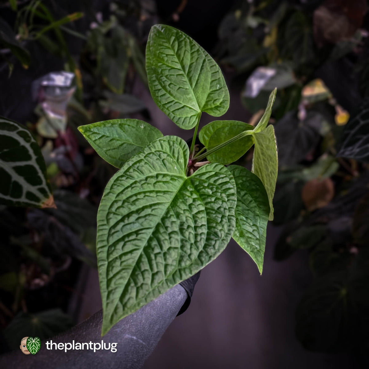 Anthurium forgetii hybrid x splendidum