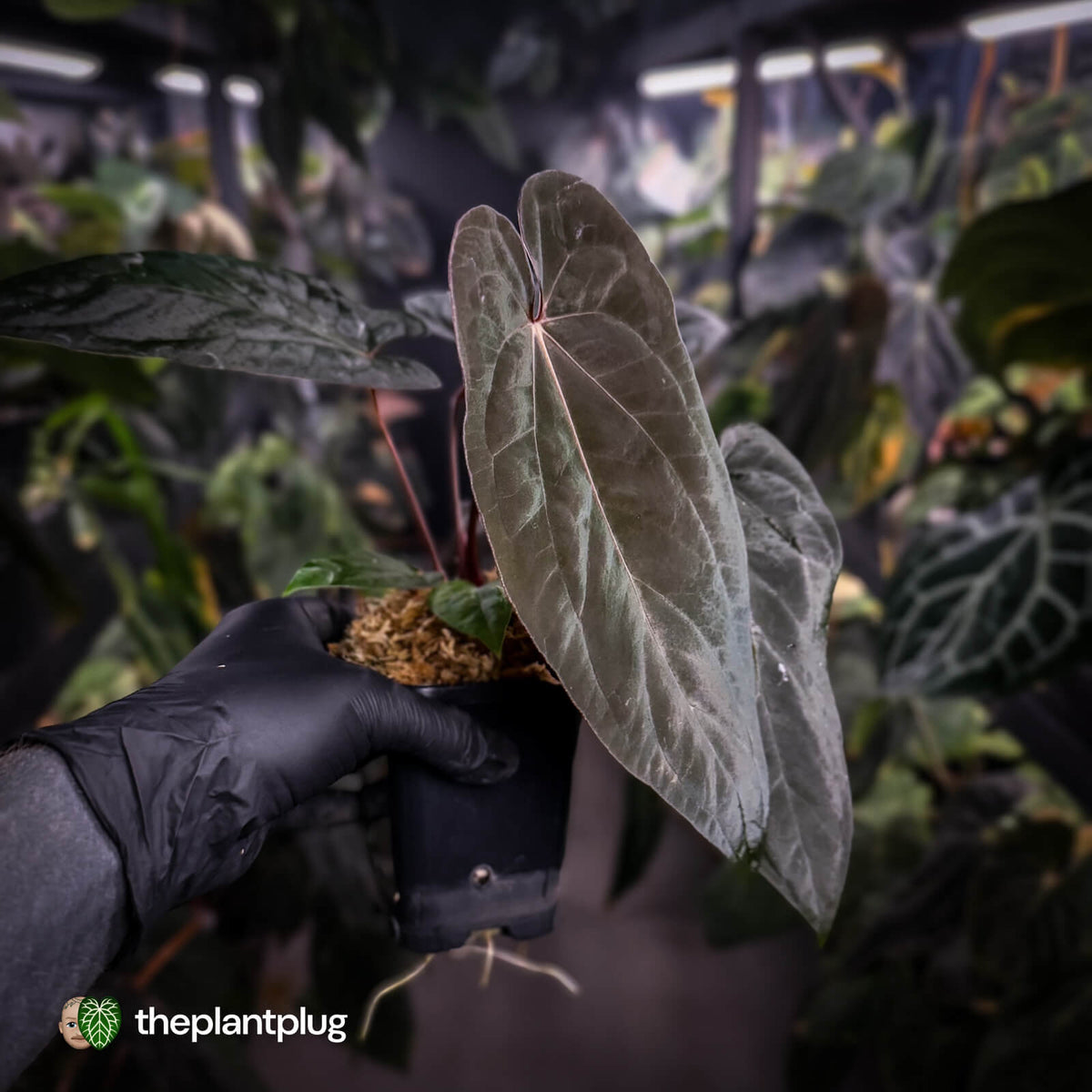 Anthurium [(carla x dress) x pap 'RL' s1] '2' x [pap 'FS' x antolakii] • select