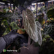 Anthurium [(carla x dress) x pap 'RL' s1] '2' x [pap 'FS' x antolakii] • select