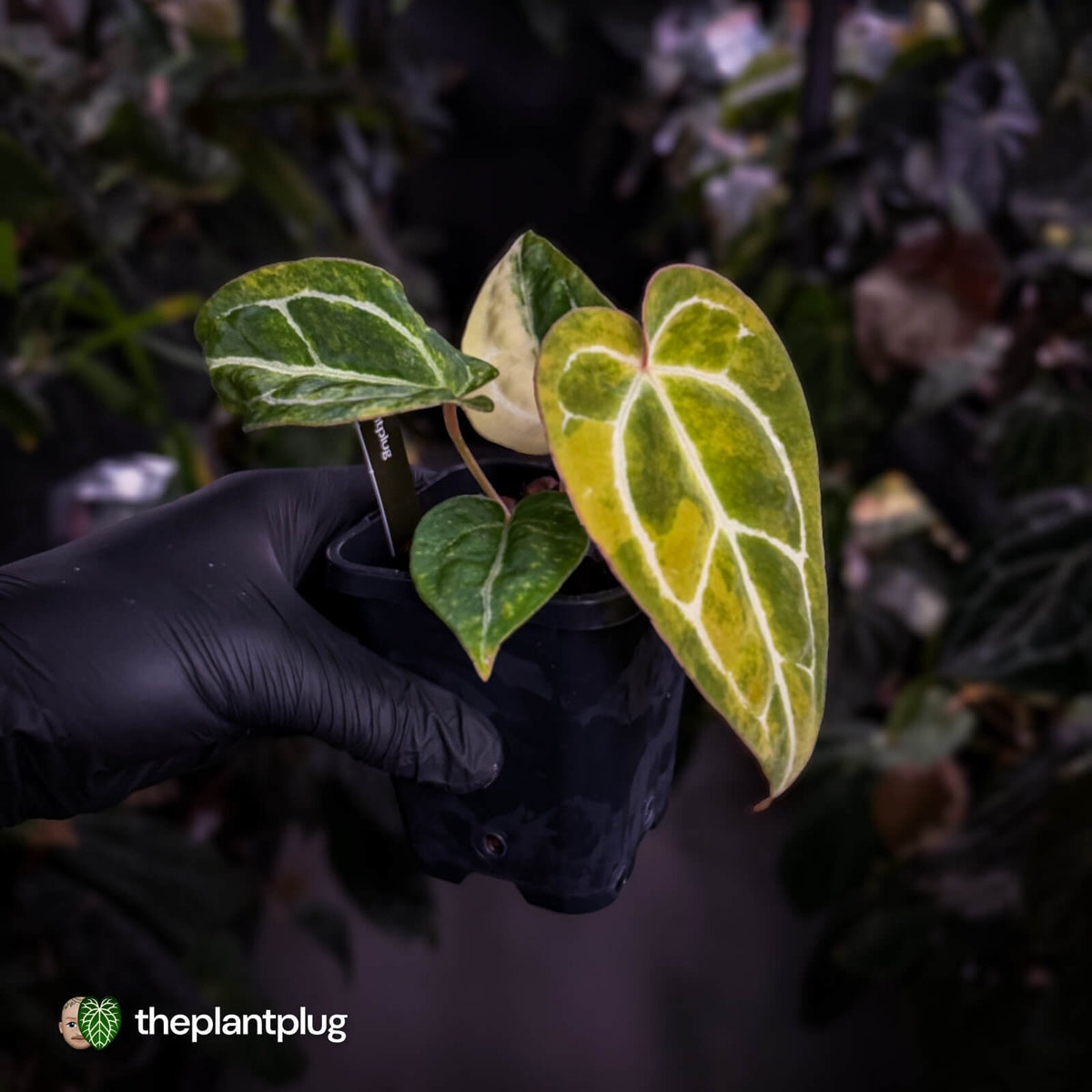 Anthurium (crystallinum x regale) x ('Michelle' f2) • variegated + pink veins