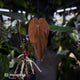 Anthurium #VolcanicAsh x (dressleri x #ReverseBlackCherry)
