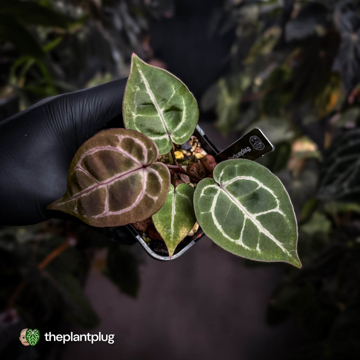 Anthurium 'Red Crystal' (ex. Tezula) x 'Michelle' f2 • PURPLE EMERGENTS + VEINS