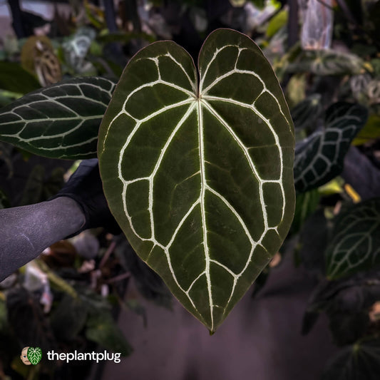 Anthurium carlablackiae x crystallinum • XL plant