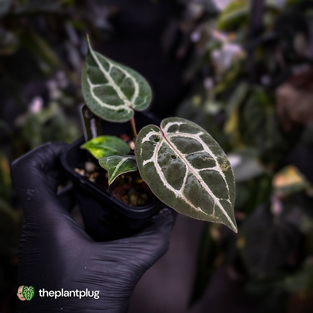 Anthurium 'Red Crystal' (ex. Tezula) x 'Michelle' f2