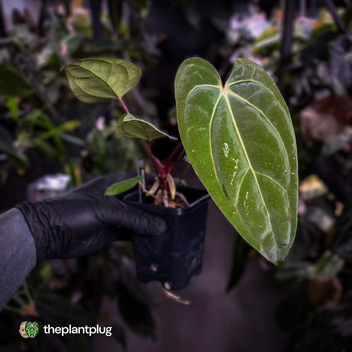 Anthurium carlablackiae ('OG5' x 'RA4') x 'RVDP'