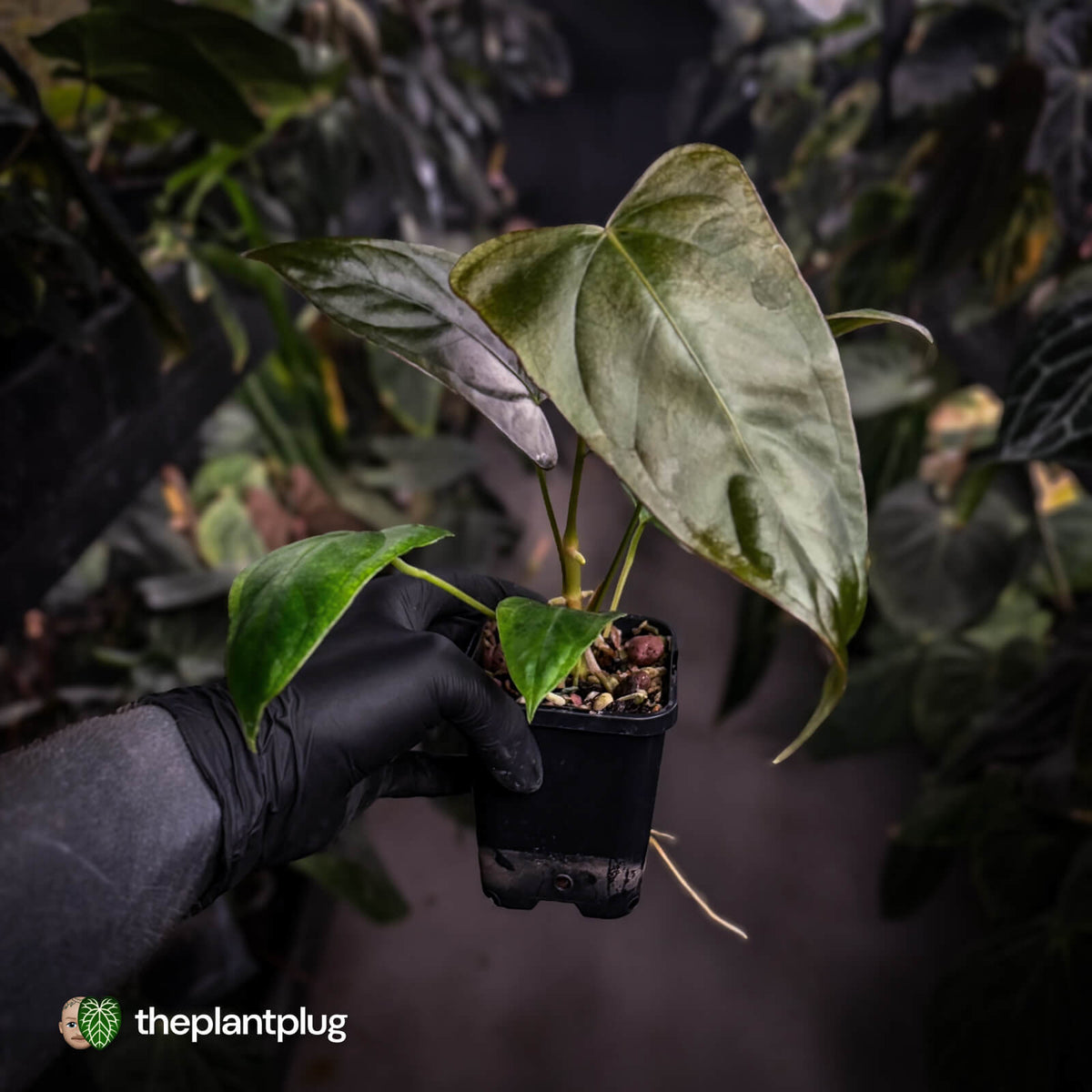 Anthurium sp. 'Trilobe' x dressleri