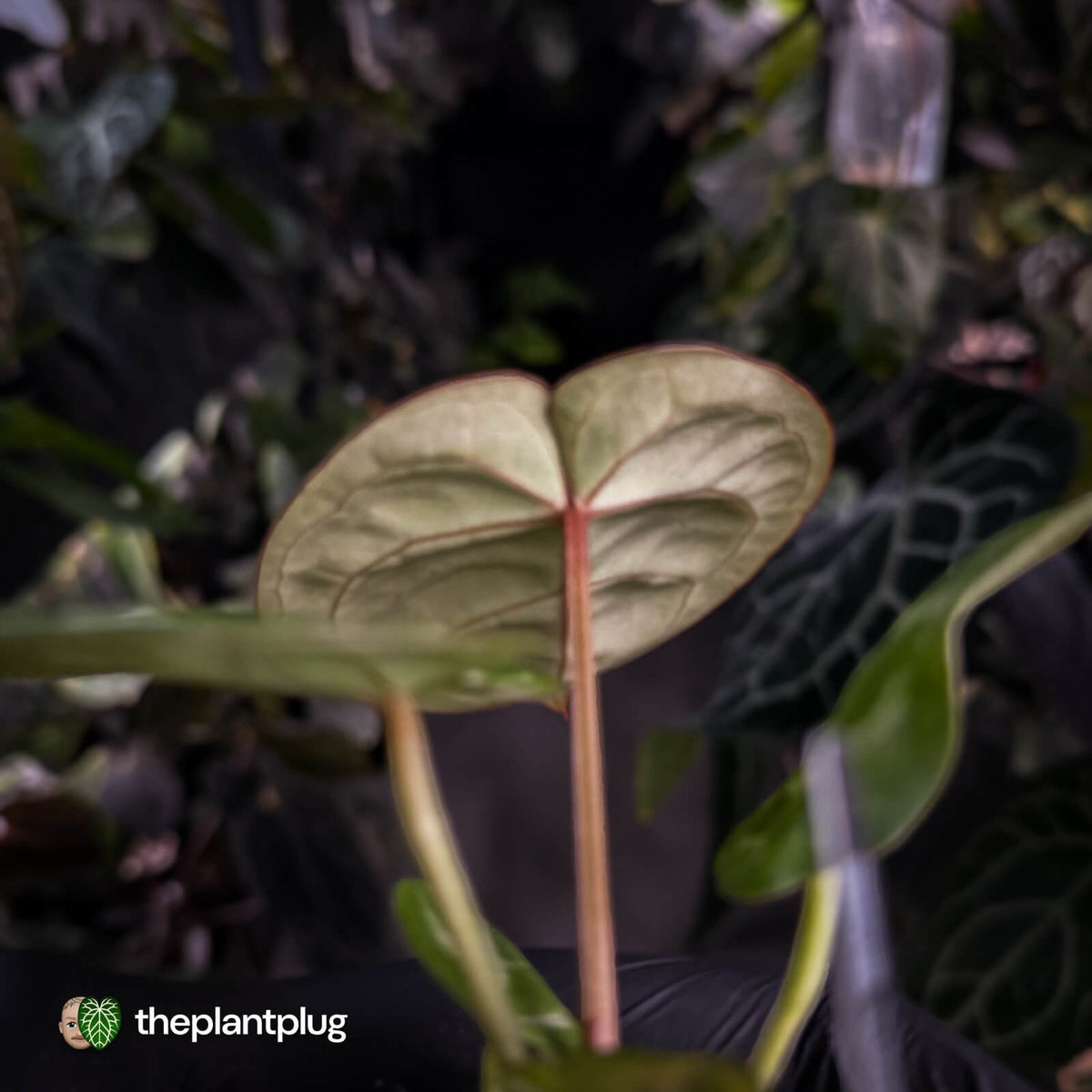 Anthurium #FairyFloss