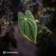 Anthurium (pap x dress, ex. JS) x antolakii ('Round' x 'RA1')