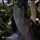 Anthurium 'Michelin Man' x (papillilaminum x luxurians)