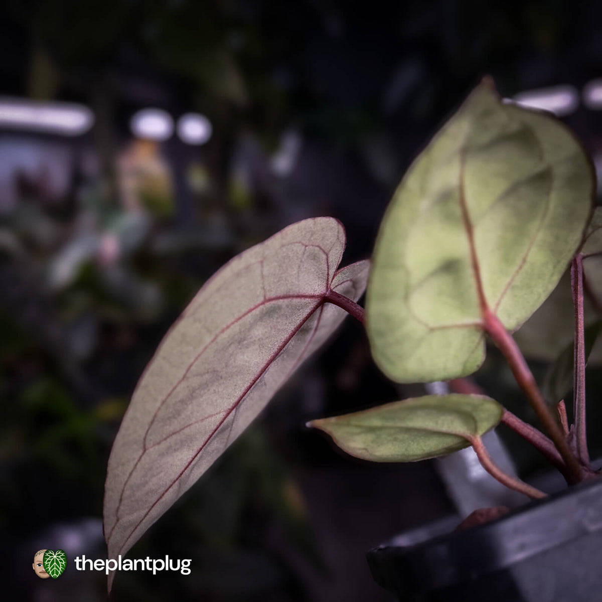 Anthurium 'Red Crystal' (ex. Tezula) x 'Michelle' f2