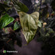 Anthurium sp. 'Trilobe' x dressleri
