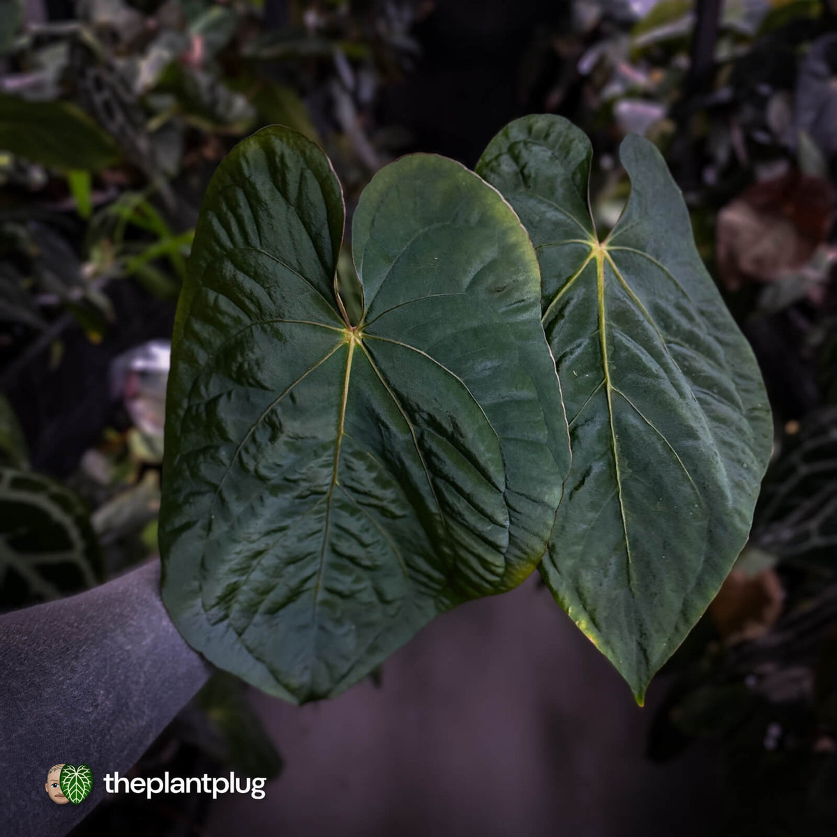 Anthurium ('Midnight Velvet' x pap 'LB') x kunayalense 'TPP1' • select holdback