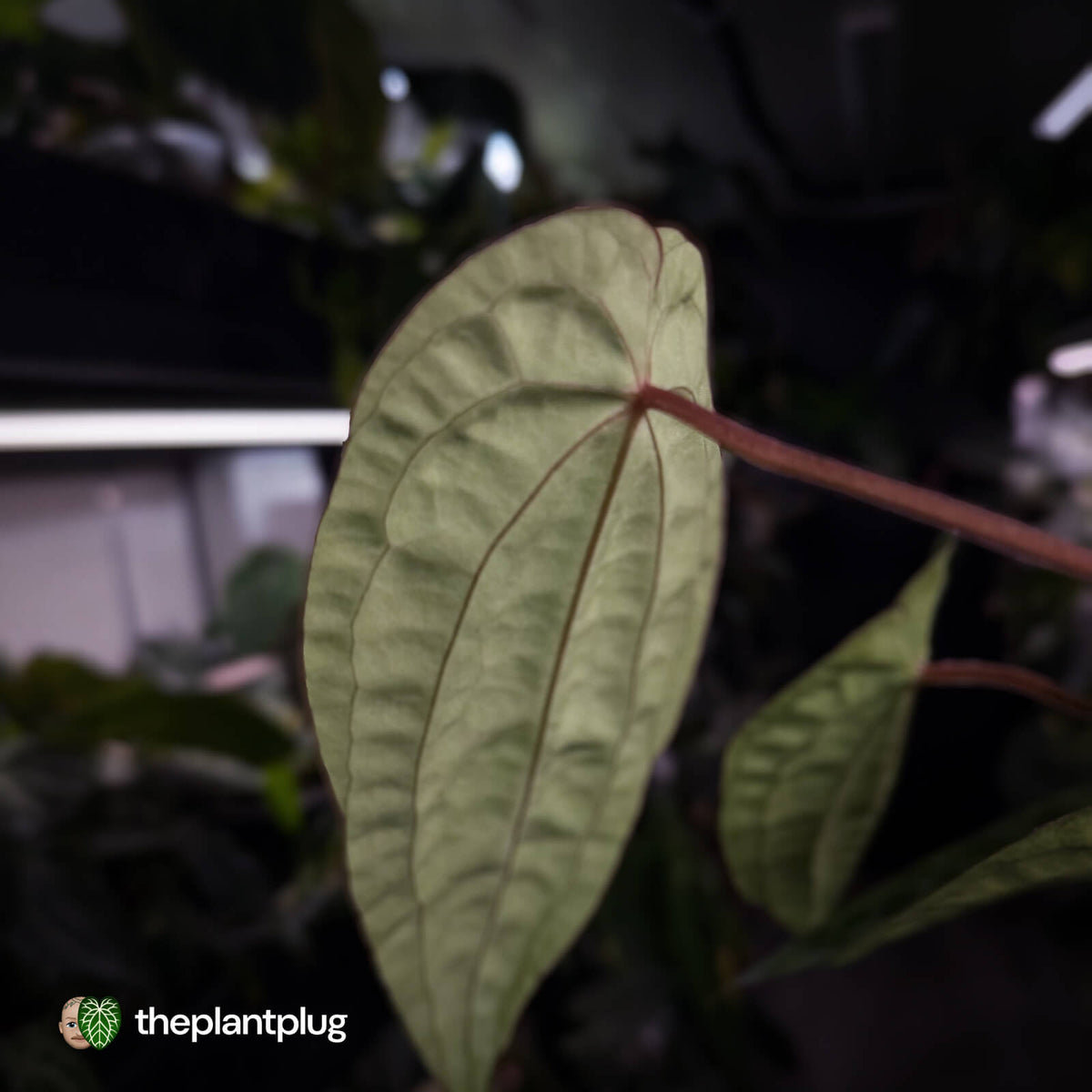 Anthurium #VolcanicAsh x (dressleri x #ReverseBlackCherry)
