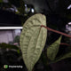 Anthurium #VolcanicAsh x (dressleri x #ReverseBlackCherry)