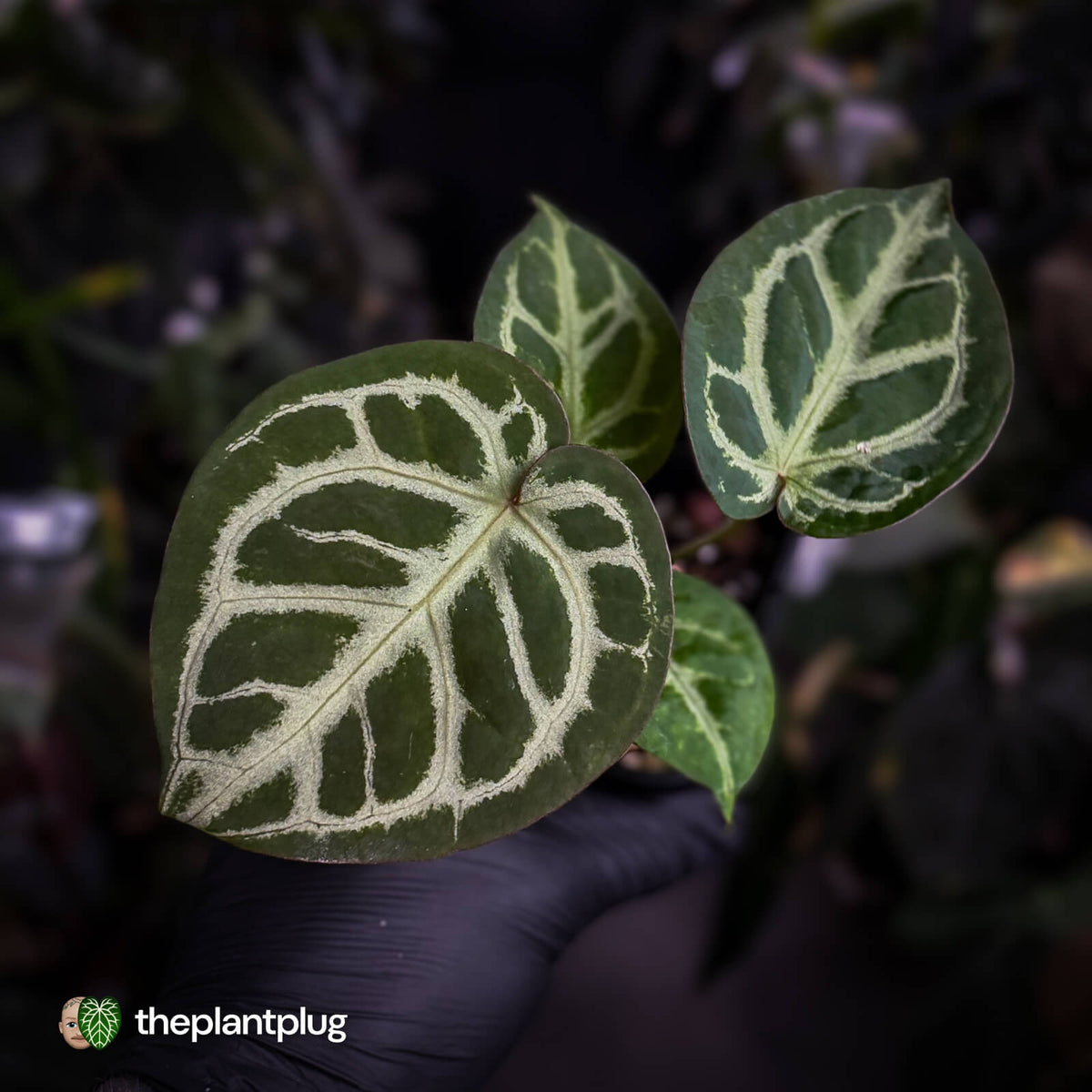 Anthurium #Fairyfloss