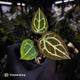 Anthurium 'Heinz' x Red Crystal