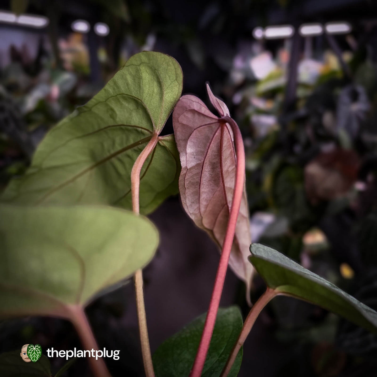 Anthurium [(carla x dress 'RG') x pap 'RL' s1] '2' x [pap 'FS' x antolakii]