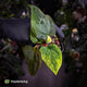 Anthurium 'Wolverine' x 'Loki' • variegated