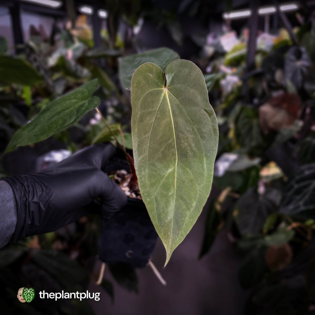 Anthurium antolakii ('Round' x 'RA1') x 'Jayda'