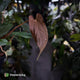 Anthurium [(carla x dress) x papililaminum 'RL' s1] '2' x [pap 'FS' x antolakii]
