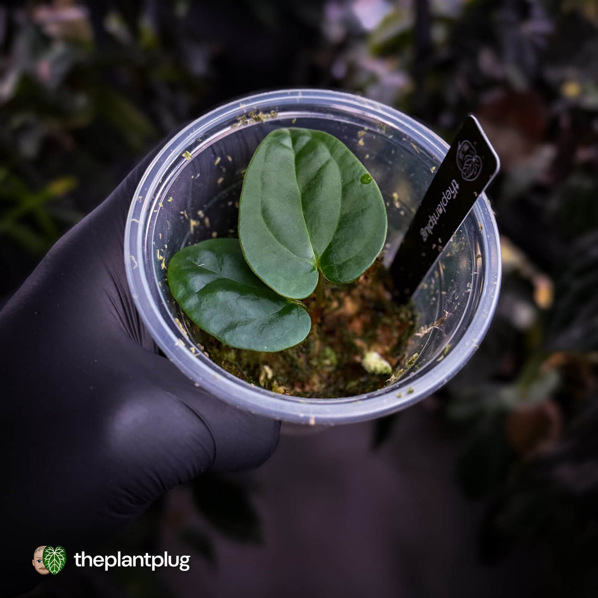 Anthurium [(carlablackiae x dressleri 'RG') x antolakii 'Blackwell'] '2' • select clone