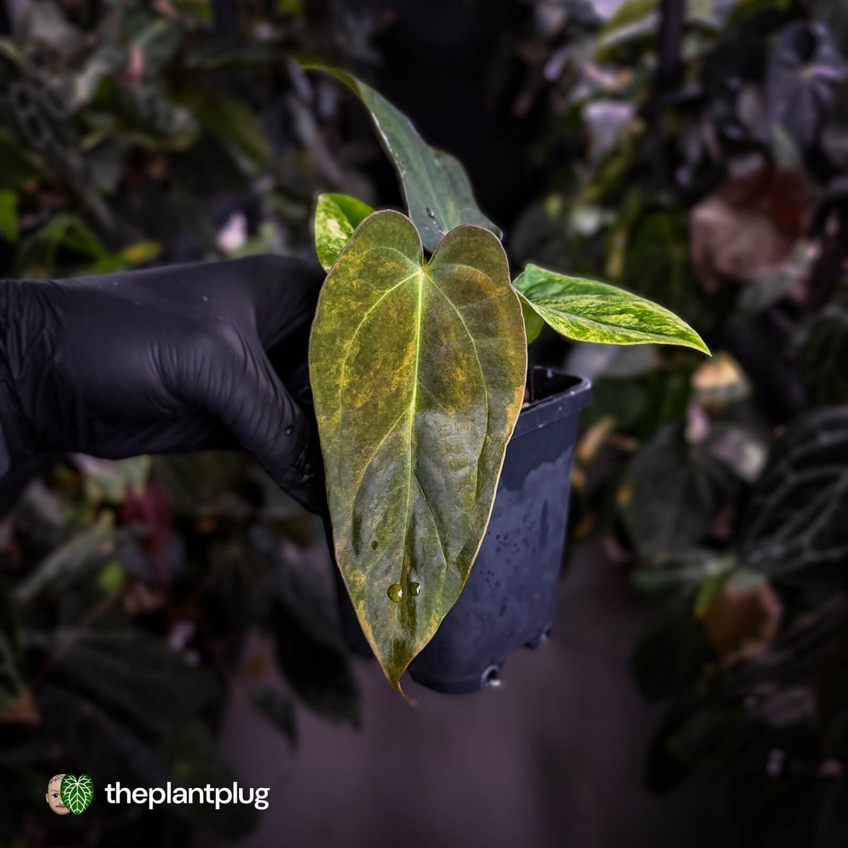 Anthurium 'Wolverine' x 'Loki' • variegated