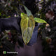 Anthurium 'Wolverine' x 'Loki' • variegated