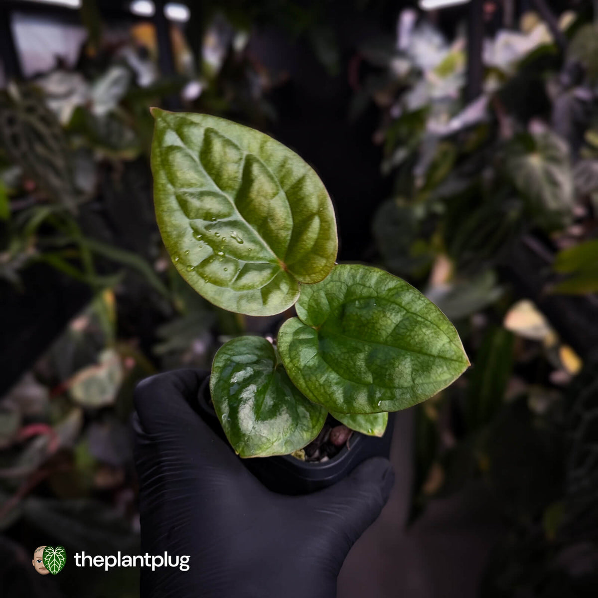 Anthurium 'Bloodmoon' x luxurians