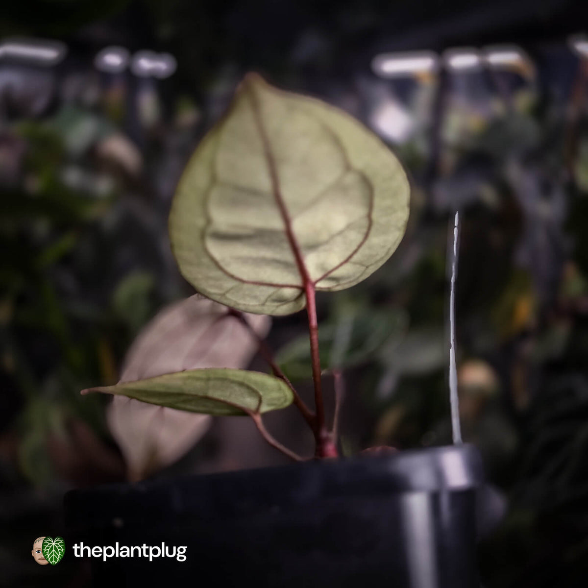 Anthurium 'Red Crystal' (ex. Tezula) x 'Michelle' f2 • PURPLE EMERGENTS + VEINS
