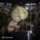 Anthurium 'Red Crystal' (ex. Tezula) x 'Michelle' f2 • PURPLE EMERGENTS + VEINS