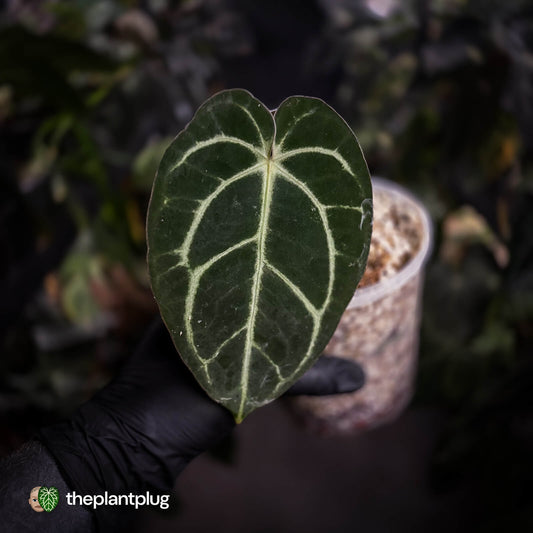 Anthurium carlablackiae 'TPP1'